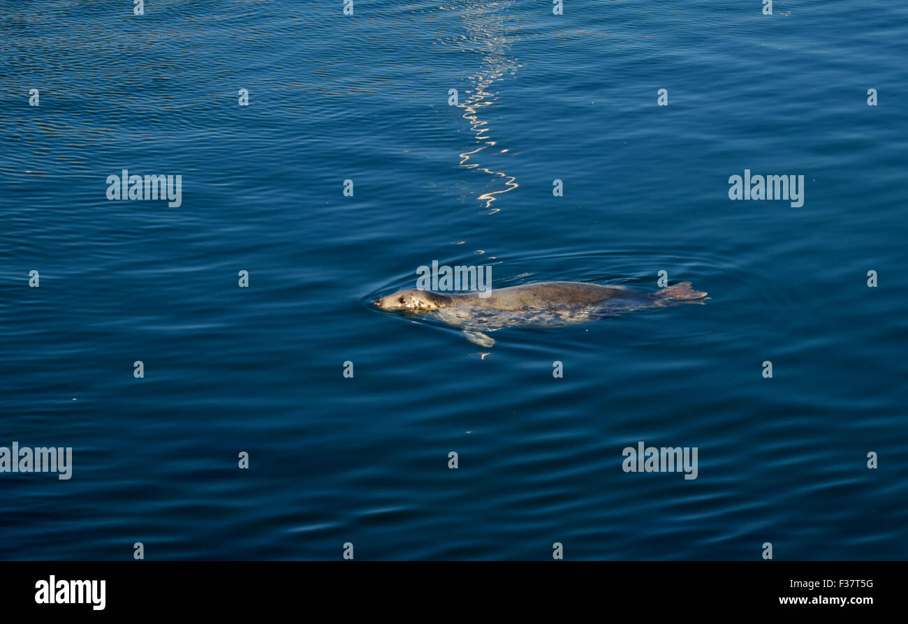 GREY SEAL, HALICHOERUS GRYPUS, GRAY SEAL, DUNBAR HARBOUR, SCOTLAND Stock Photo