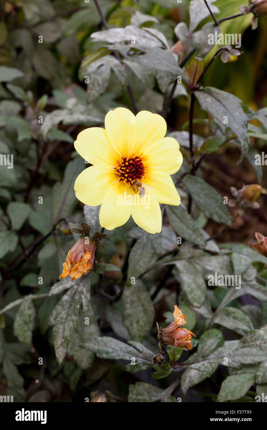 Dahlia hybrid 'Mystic Illusion' - USA Stock Photo