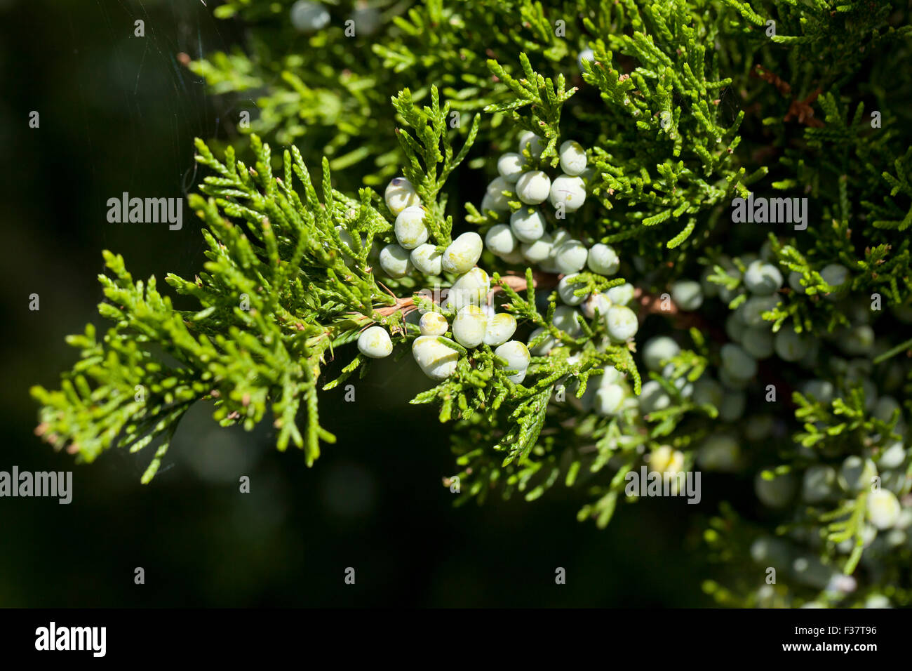 Eastern redcedar (Juniperus virginiana), aka Virginia juniper - Virginia USA Stock Photo
