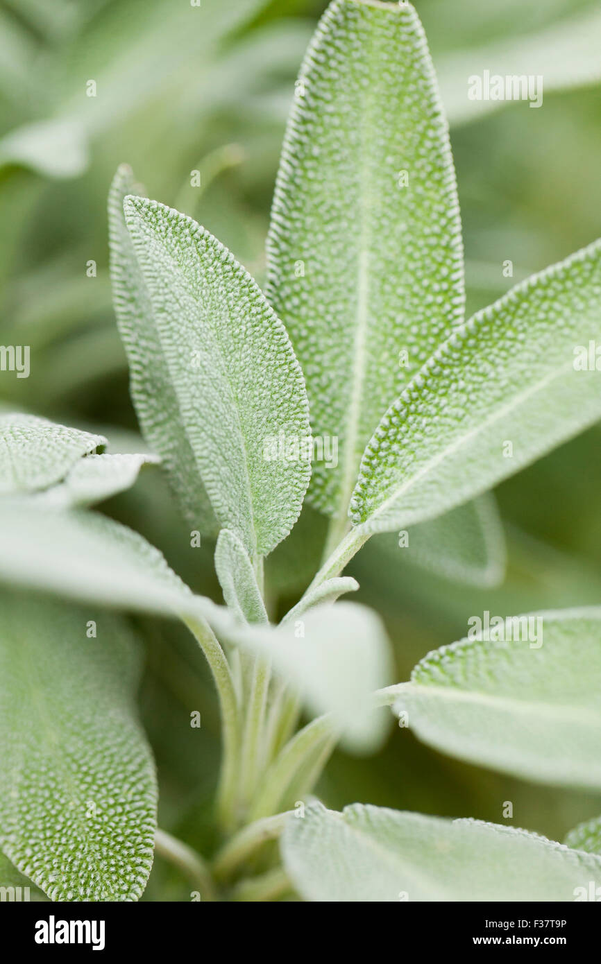 Sage plant (Salvia officinalis) - USA Stock Photo