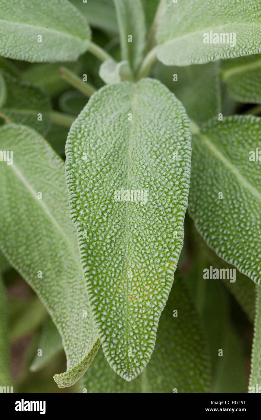 Sage plant (Salvia officinalis) - USA Stock Photo