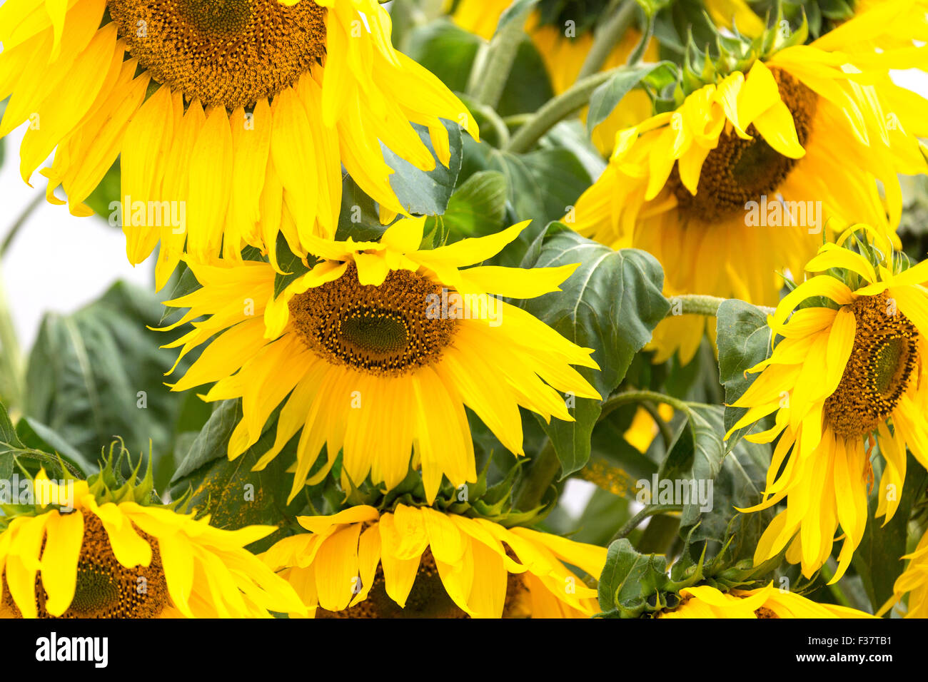 sunflowers England UK Stock Photo Alamy