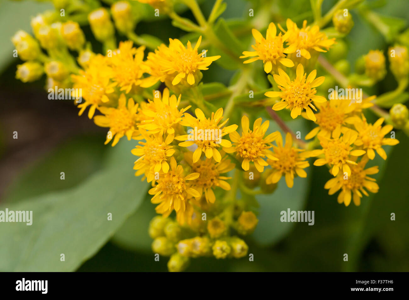 Stiff goldenrod aka Stiff-Leaved goldenrod (Solidago rigida) - USA Stock Photo