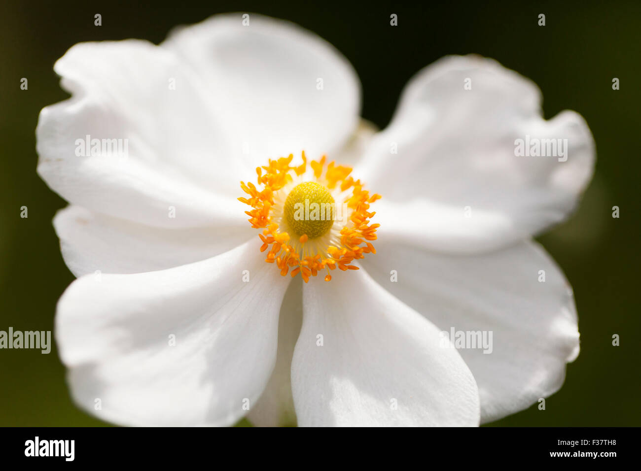 Japanese anemone flower (hybrid Honorine Jobert) Stock Photo