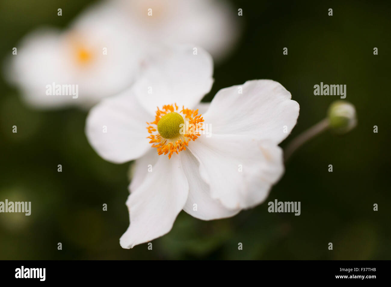 Japanese anemone flower (hybrid Honorine Jobert) Stock Photo