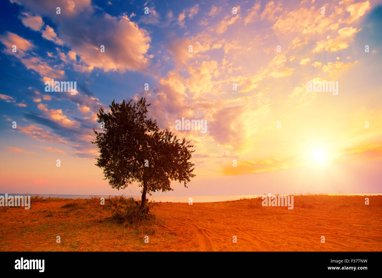 Alone tree on beach hi-res stock photography and images - Alamy