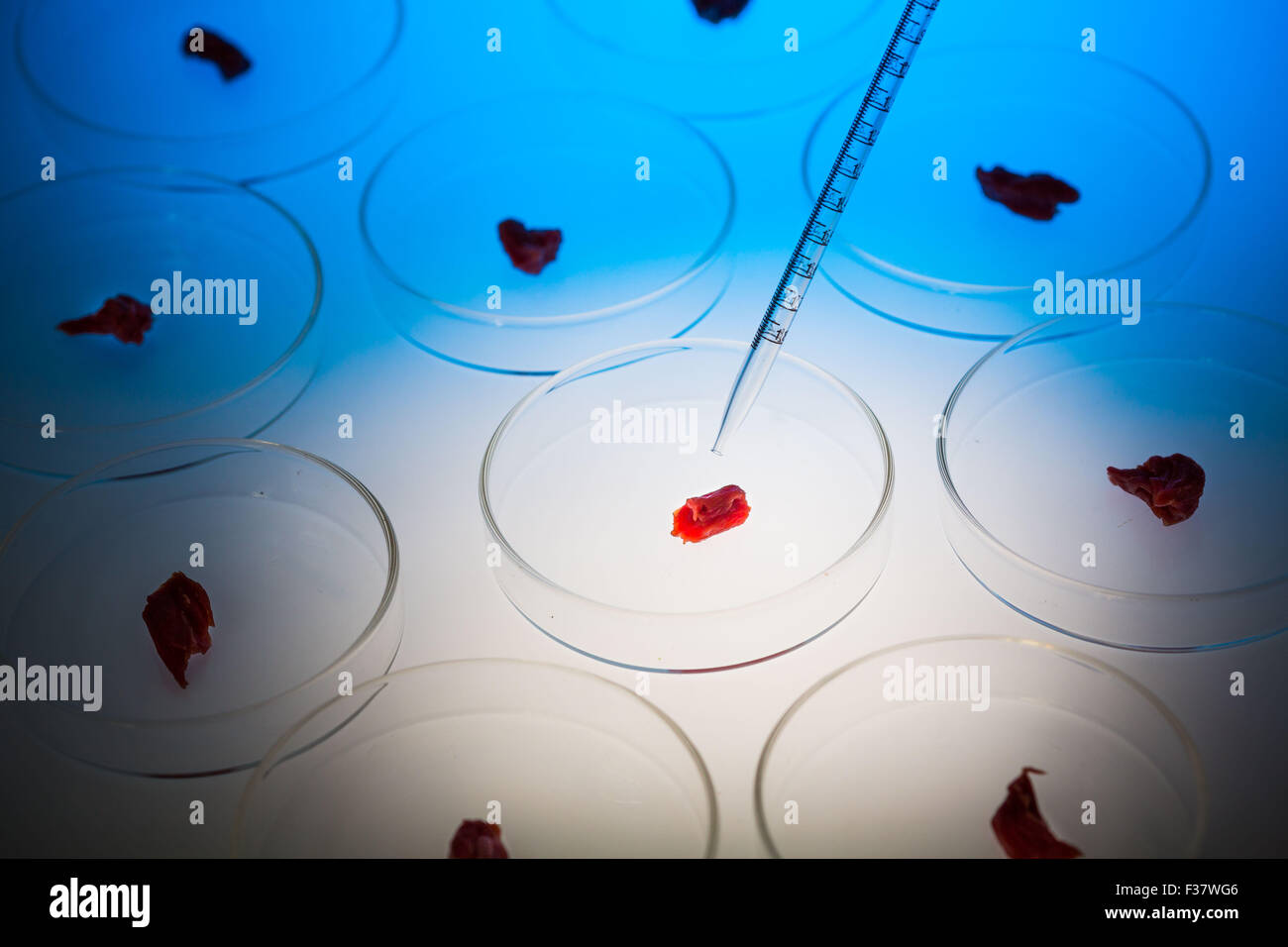 Conceptual image about the culture of meat in petri dishes , and the analyzes carried out to identify the origin of the meat. Stock Photo