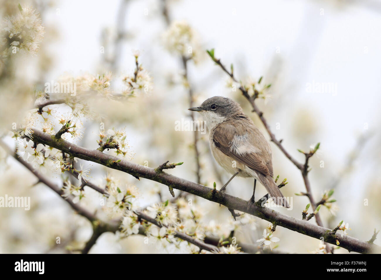 Lesser Whitethroat / Klappergrasmücke ( Sylvia curruca ) perching on branches of a nice white blossoming hedge. Stock Photo