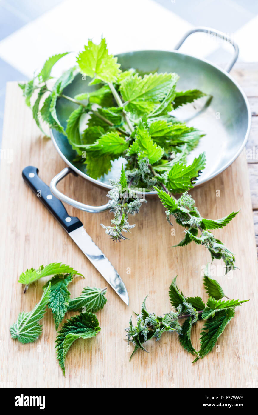 Stinging nettle (Urtica dioica), plant covered with stinging hairs. Stock Photo