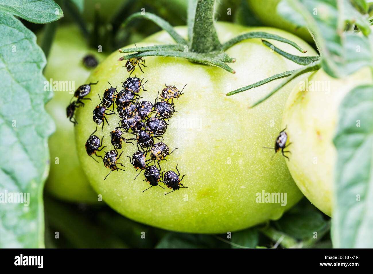Larvae of green bugs ( Nezara viridula ) on a tomato. Stock Photo