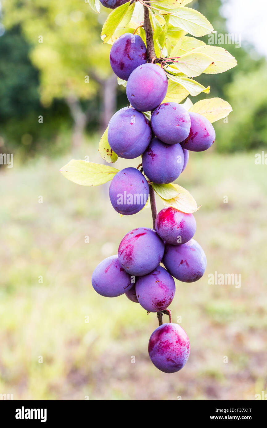 Damson tree hi-res stock photography and images - Alamy