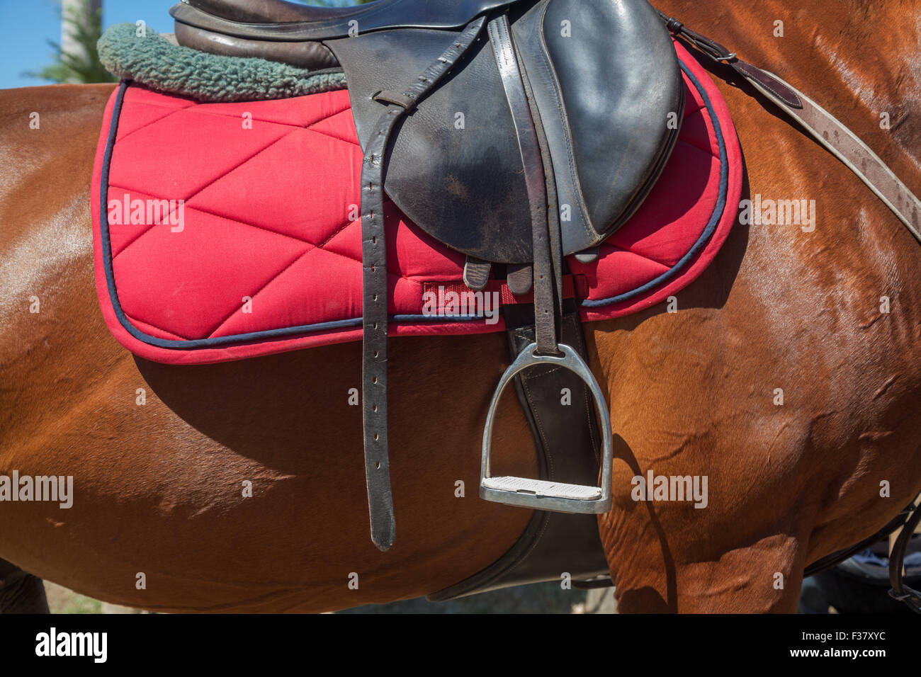 A saddle saddled on the back of a sport horse Stock Photo