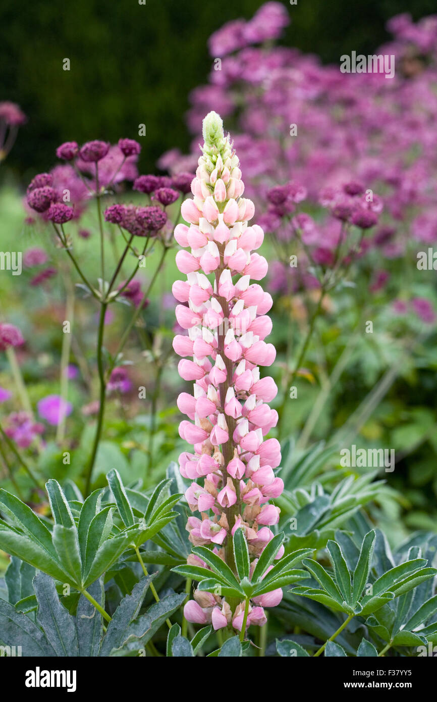 Lupinus. Pink Lupin in an herbaceous border. Stock Photo