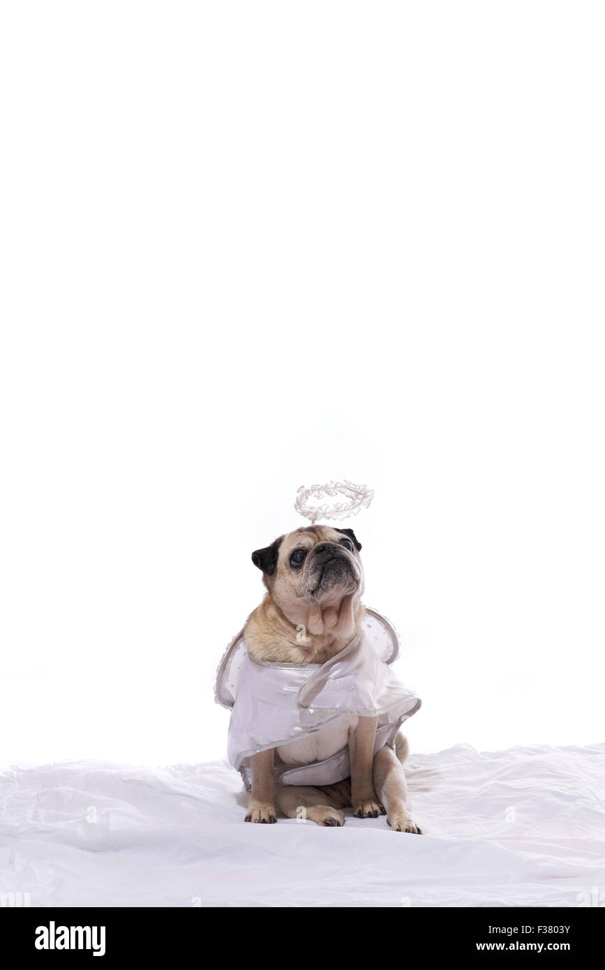 Pug dog in an angel costume Stock Photo Alamy