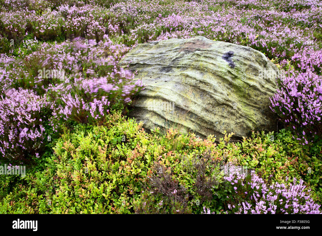 Rock with Heather and Bilberry on Nought Moor Pateley Bridge North Yorkshire England Stock Photo