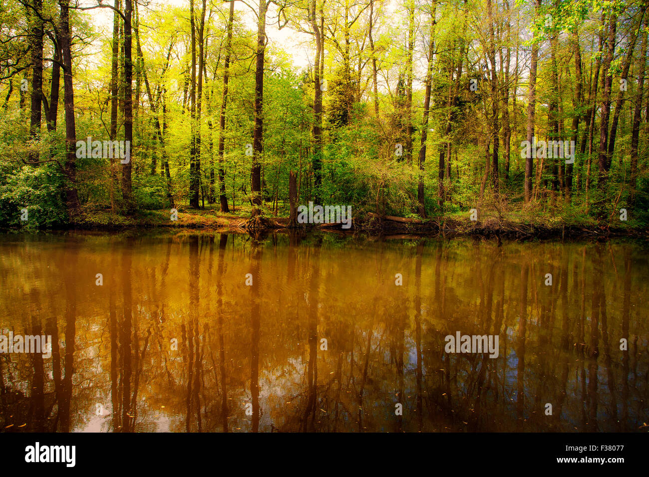 River in magical surreal deep forest Stock Photo Alamy