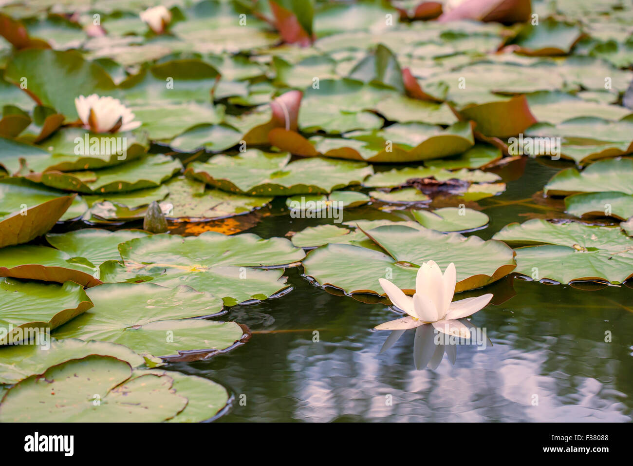 Lotus lake with white water lilly blossoms Stock Photo