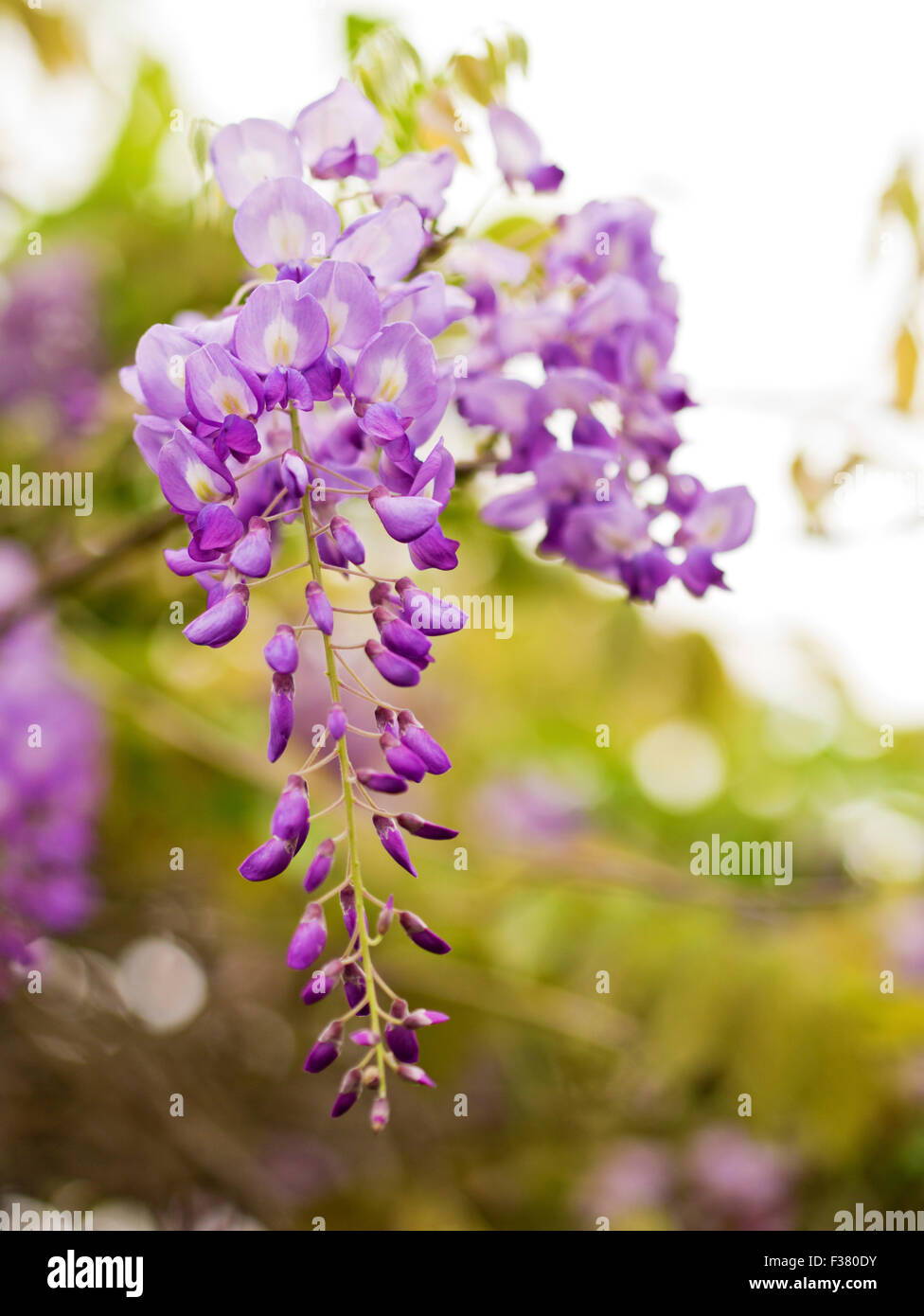 Beautiful Wisteria sinensis flowers blooming in springtime Stock Photo