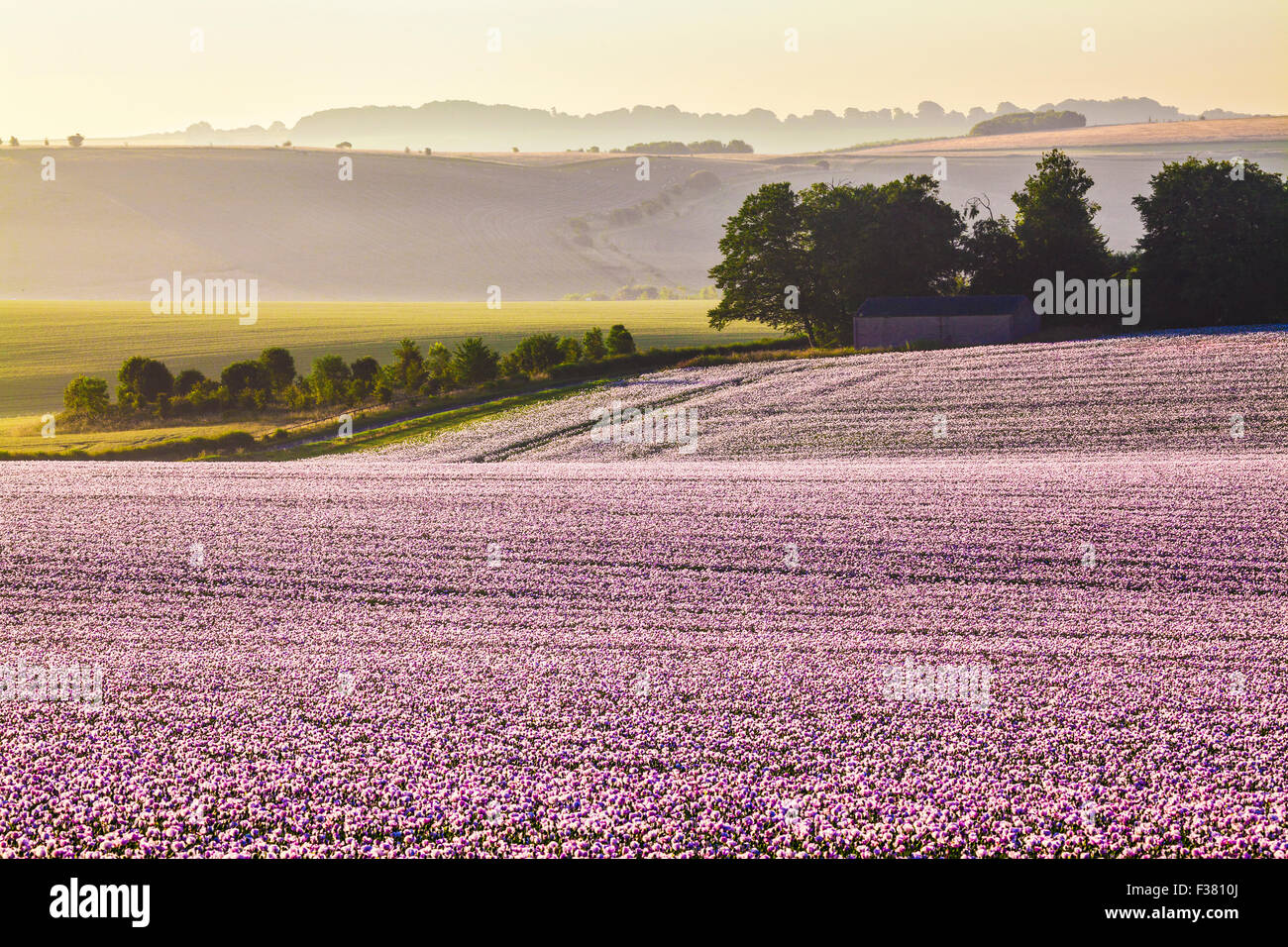 Sunrise over a field of cultivated white poppies on the Marlborough Downs in Wiltshire. Stock Photo
