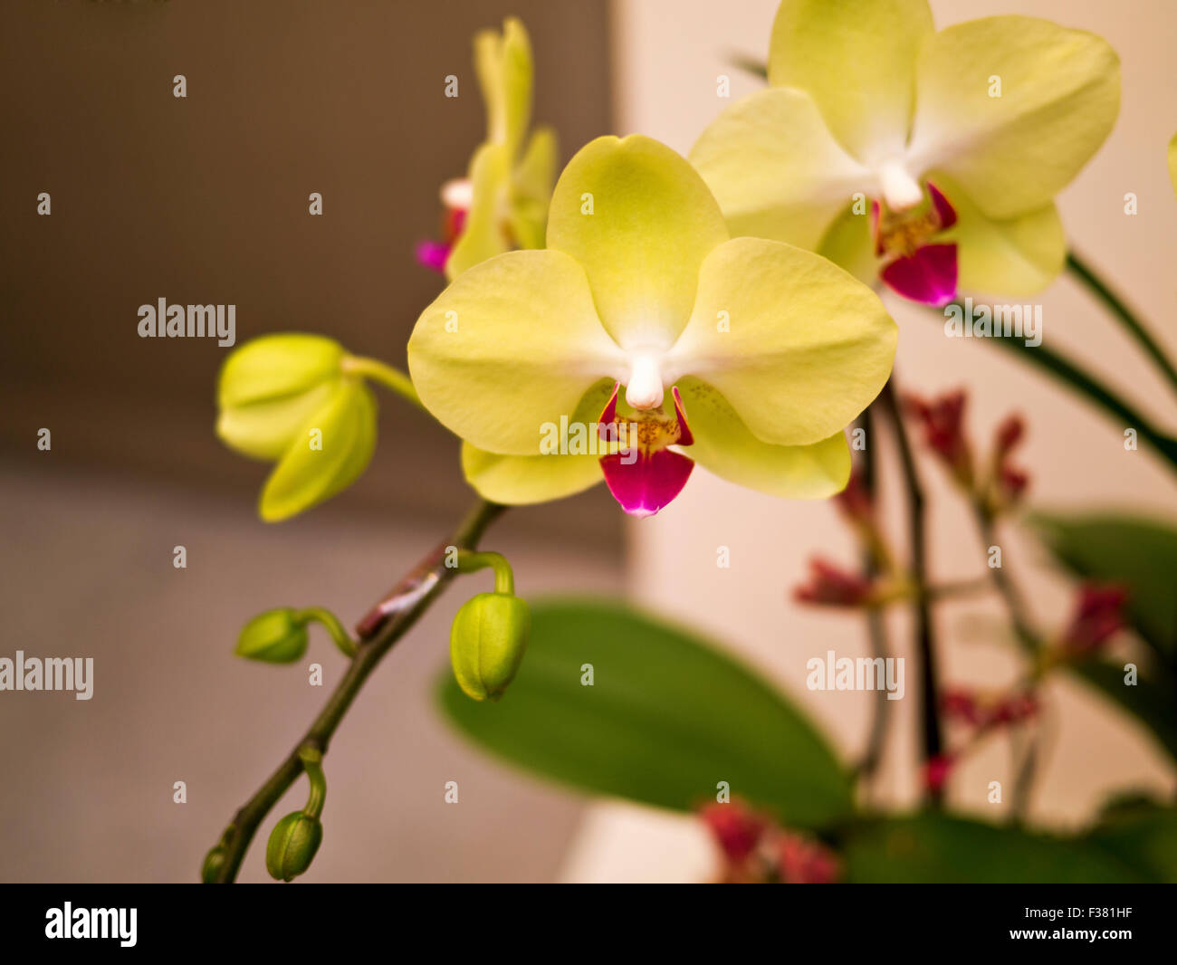 Abumdant blooming of Phalaenopsis, Moth Orchid Stock Photo
