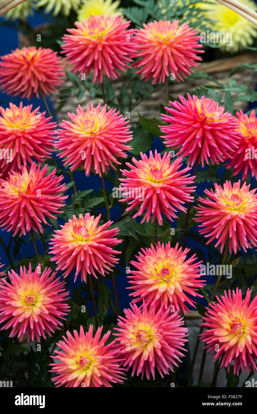 Dahlia 'Ryecroft pixie' flowers on display at an Show. UK. Small-flowered semi-cactus dahlia Stock Photo
