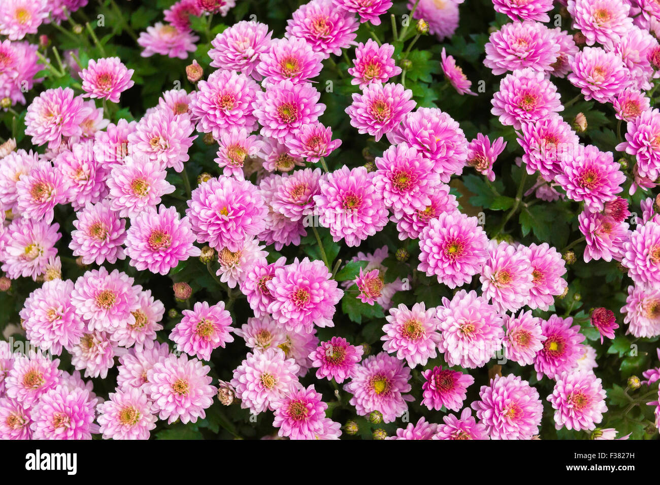The photo shows flowers in the flowerbed Stock Photo
