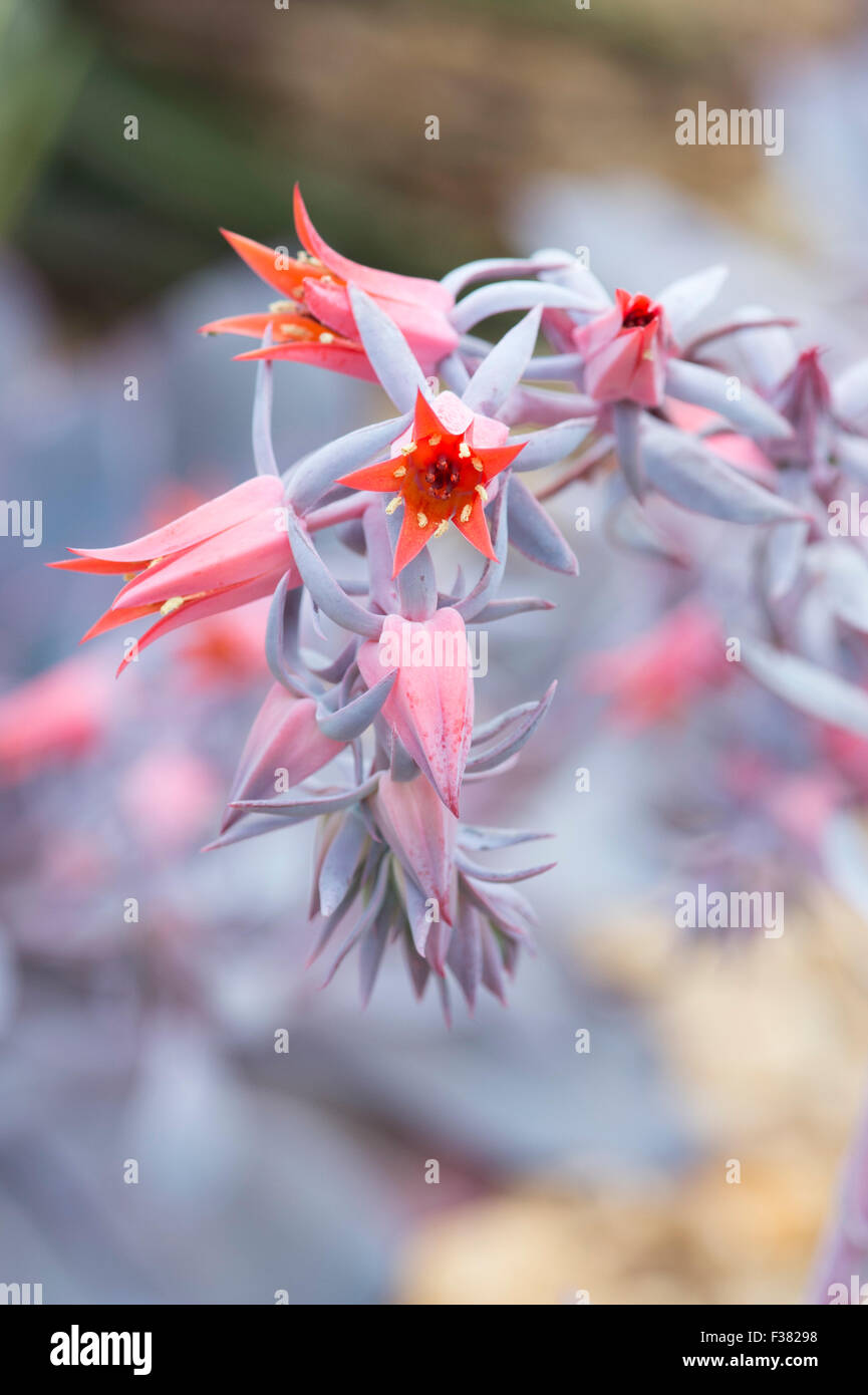 Echeveria 'Afterglow' flowers Stock Photo