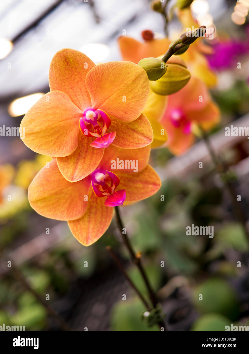 Abumdant blooming of Phalaenopsis, Moth Orchid Stock Photo