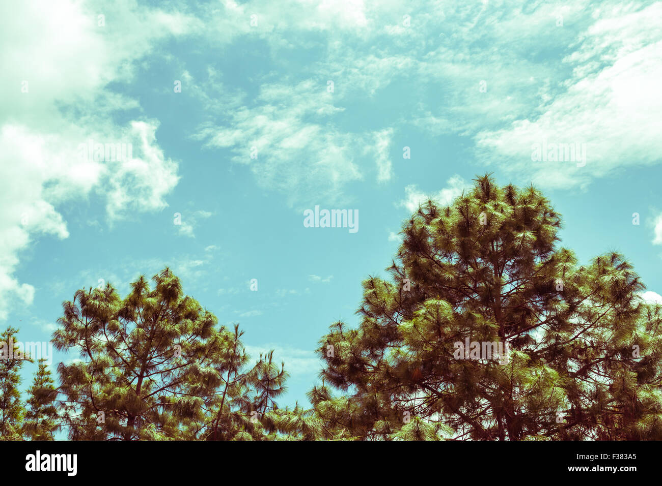 pine and blue sky, vintage toning Stock Photo