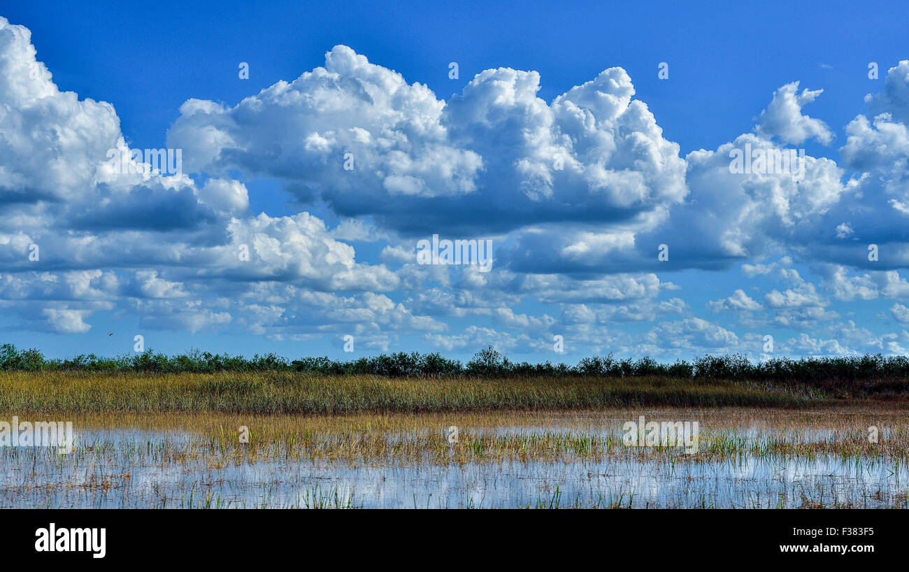 Florida Everglades swamps landscape - Florida Everglades Swamps Landscape F383F5