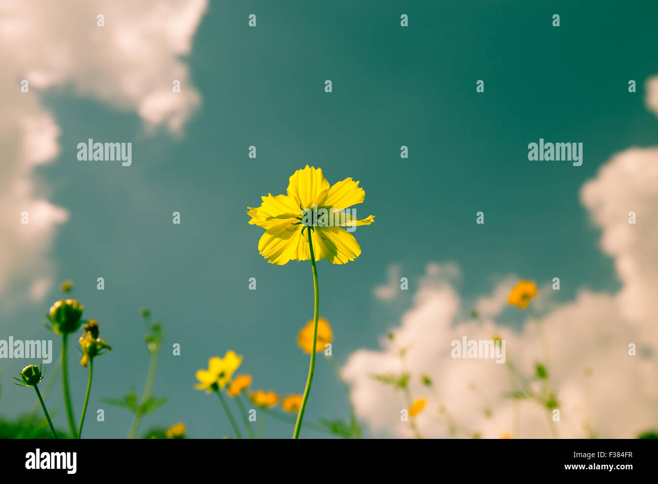 Cosmos yellow flowers with a backdrop of sky. Stock Photo