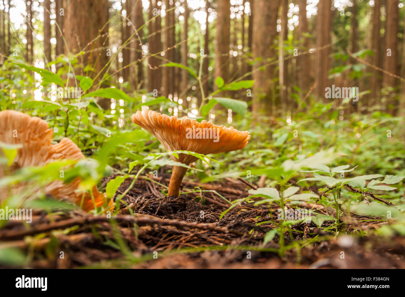 Mushroom growing in forest near Mt. Fuji Japan Stock Photo Alamy