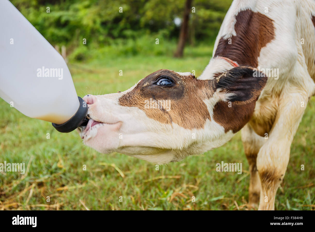 feeding milk to baby cow at the ranch Stock Photo