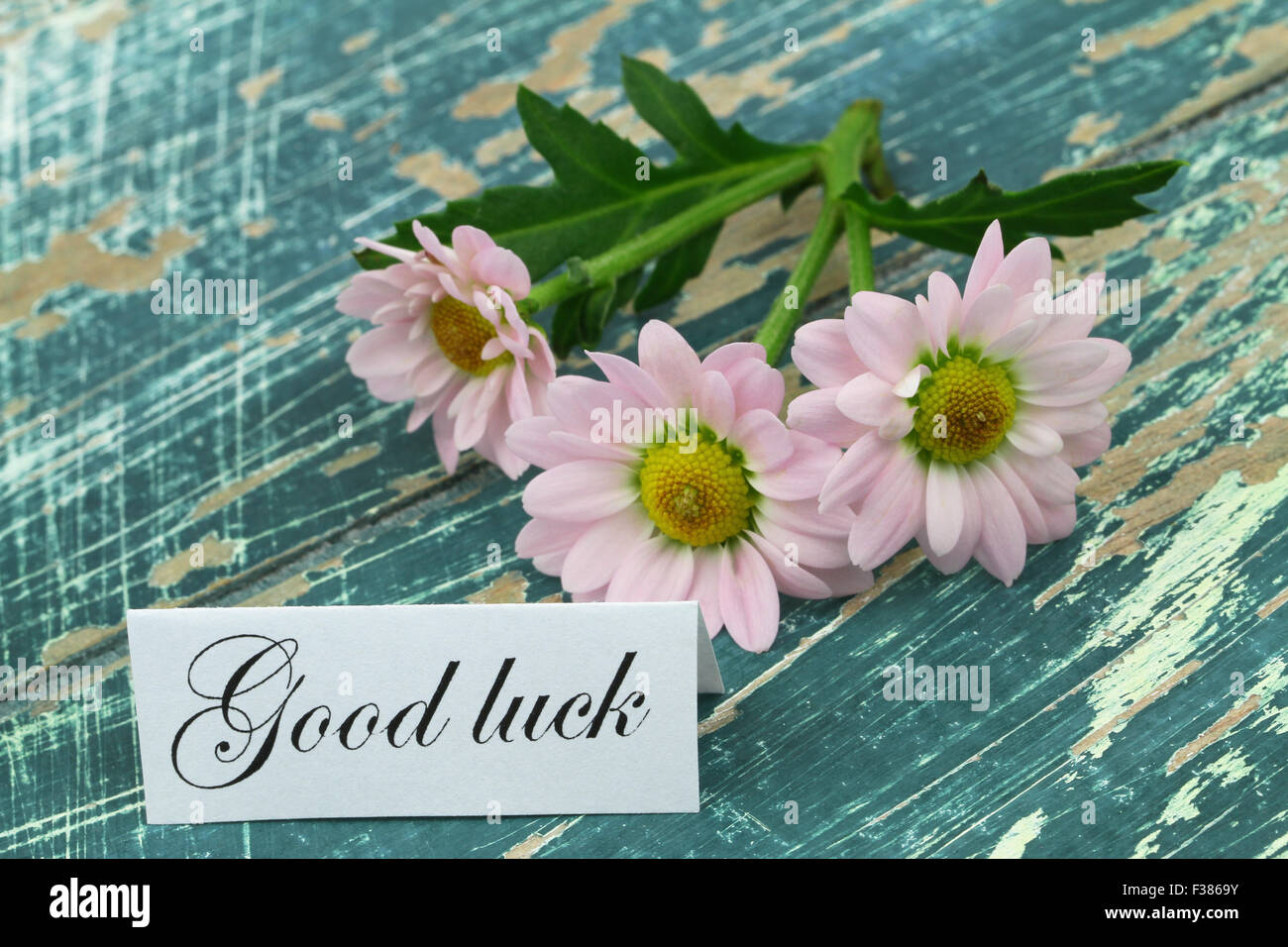 Good luck card with pink daisies on rustic wooden surface Stock Photo