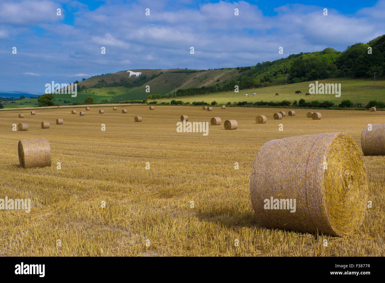 Westbury White Horse.Wiltshire,England Stock Photo