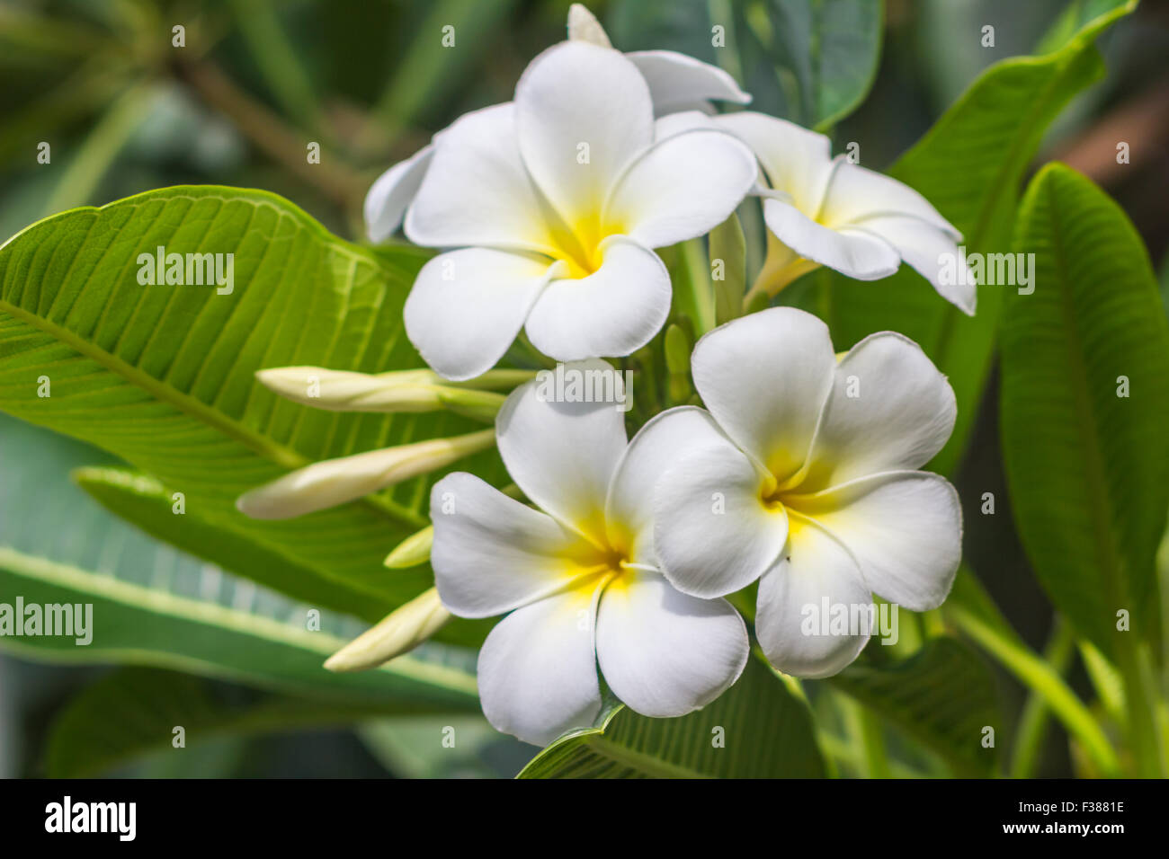 White plumeria on the plumeria tree Stock Photo Alamy