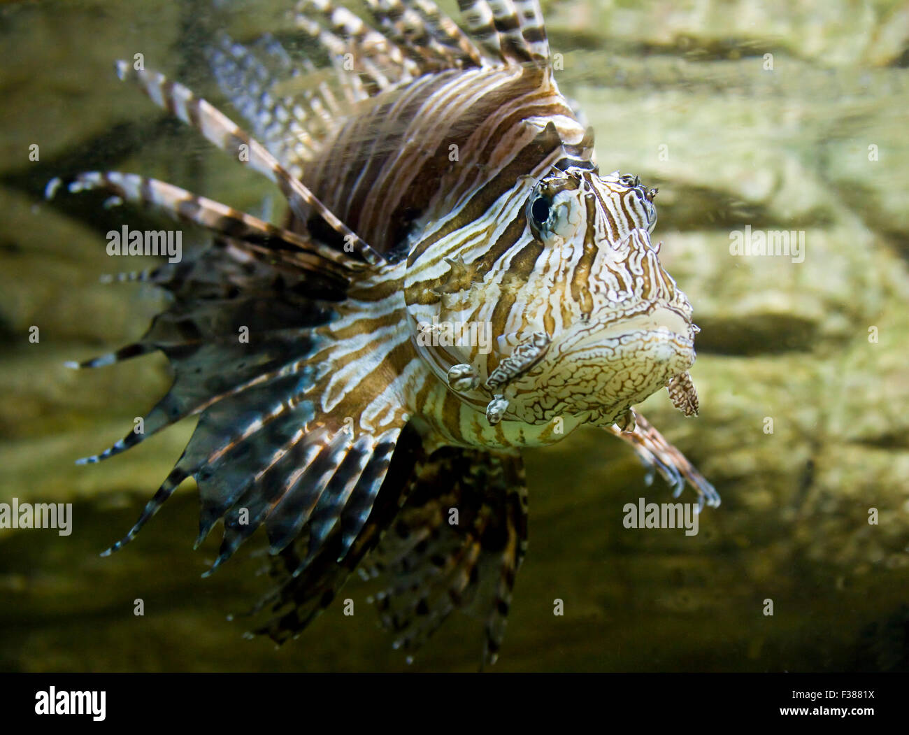 Tropical Fishzebra, latin name Pterois volitans Stock Photo Alamy