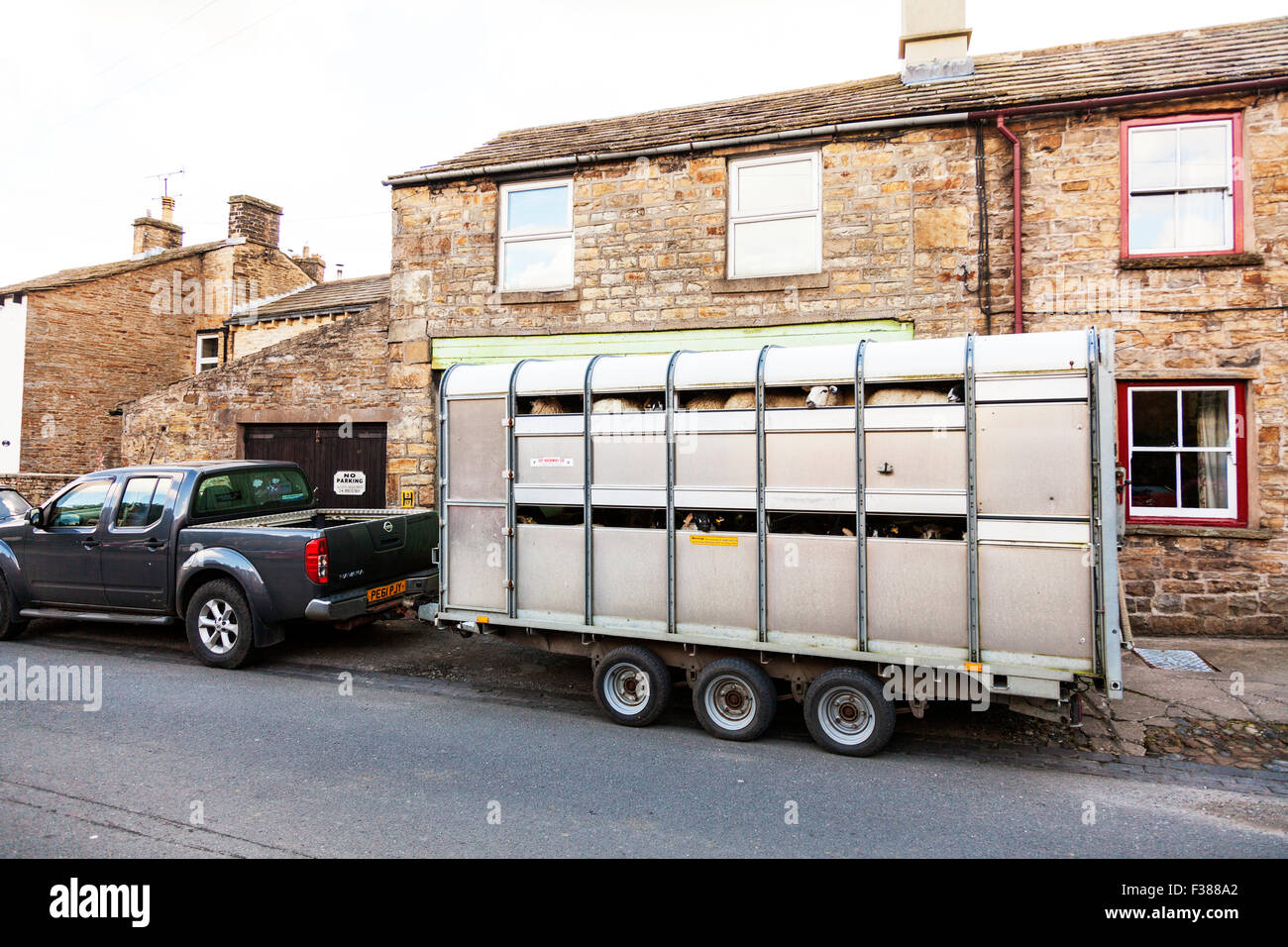 Sheep going to market slaughter transporting on trailer behind car