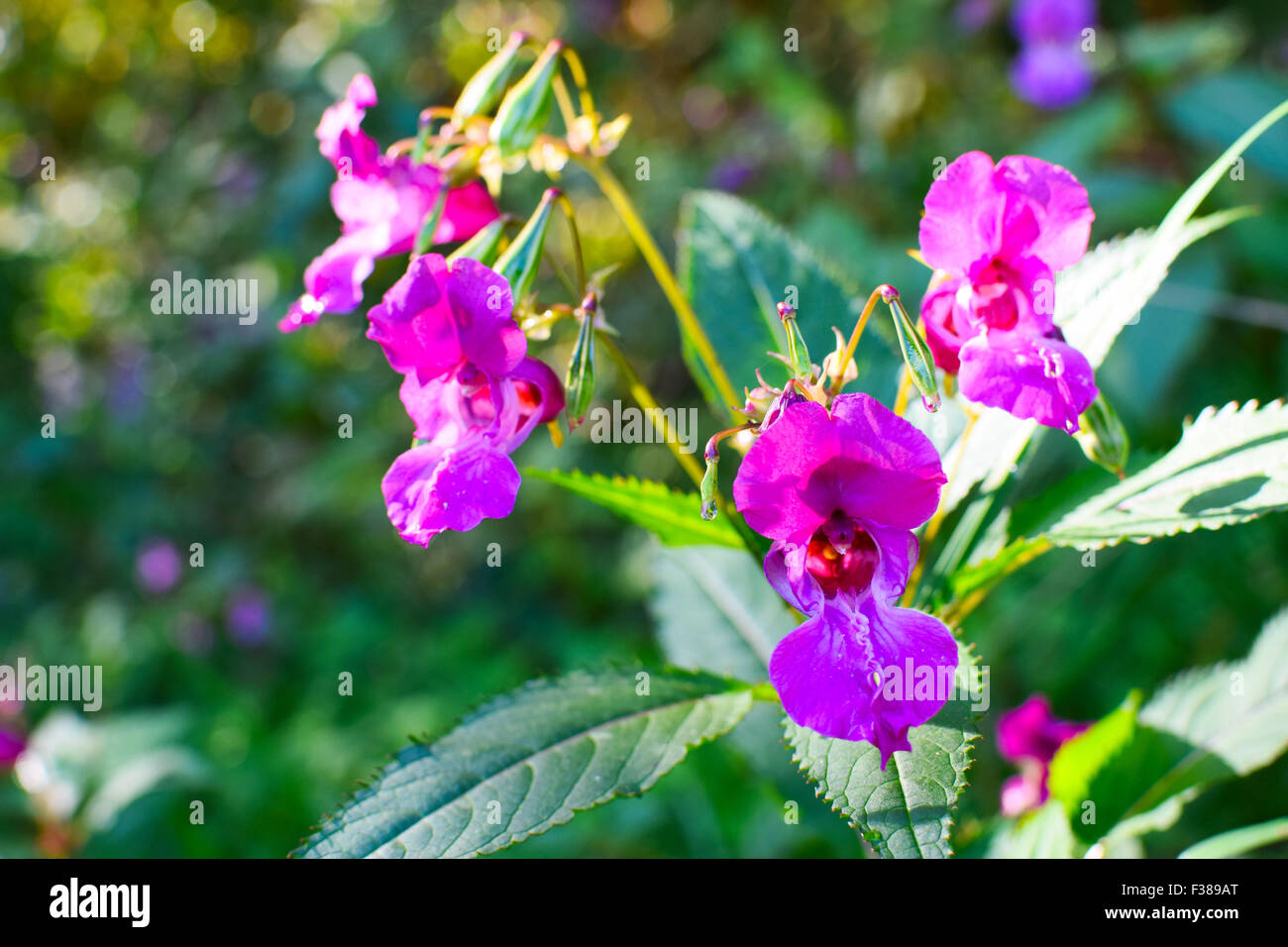 Himalayan Balsam, Impatiens glandulifera. Stock Photo