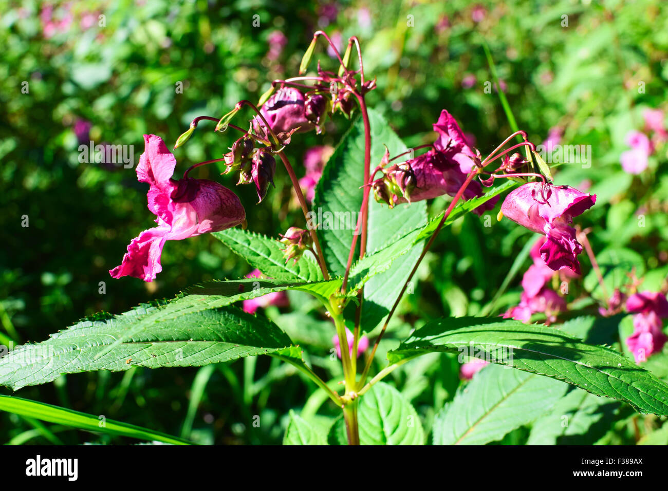 Himalayan Balsam, Impatiens glandulifera. Stock Photo