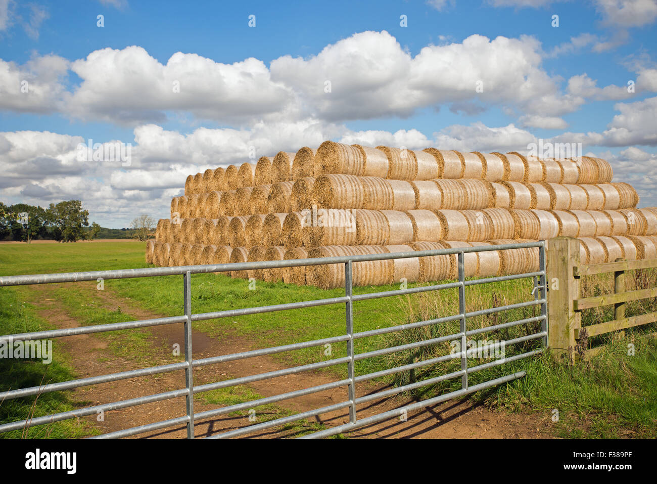 Stacked round hay bales UK Stock Photo Alamy