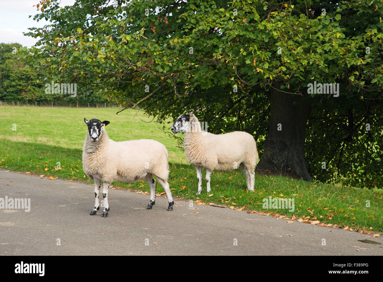 Sheep in field United Kingdom Stock Photo