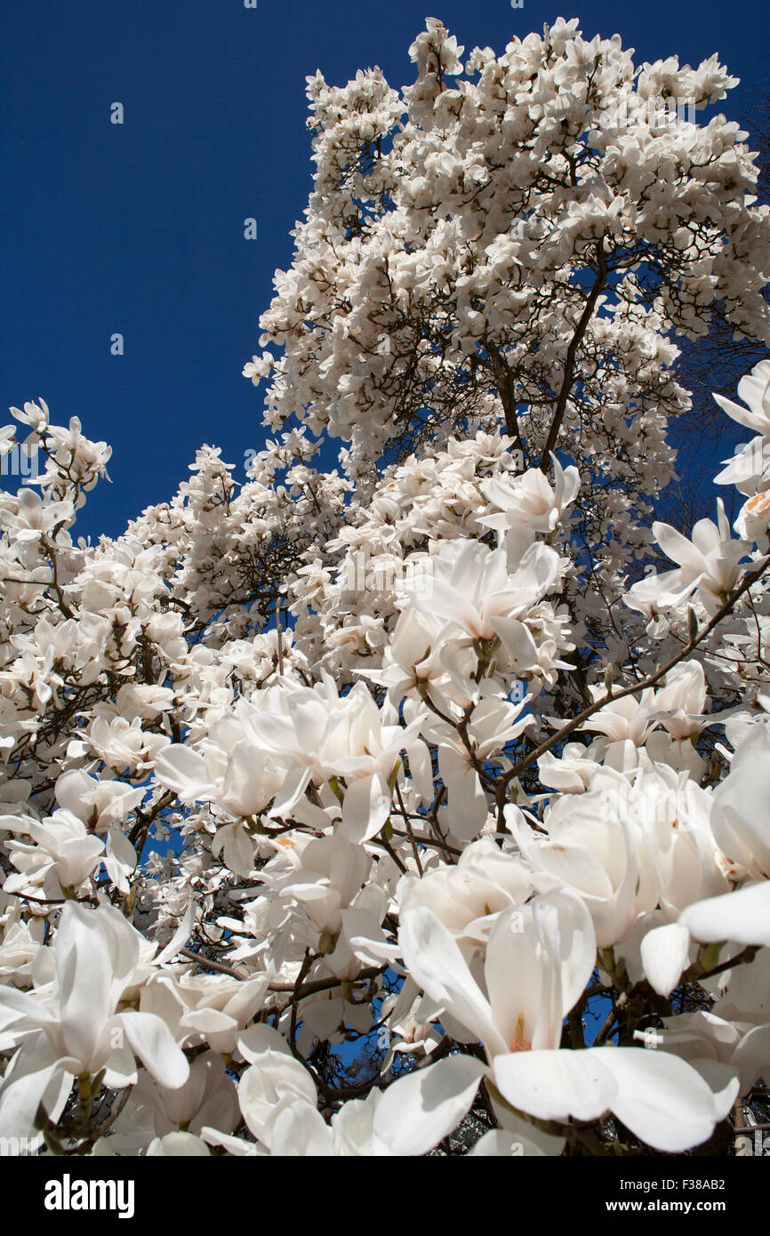 White magnolia tree in blossom Stock Photo Alamy