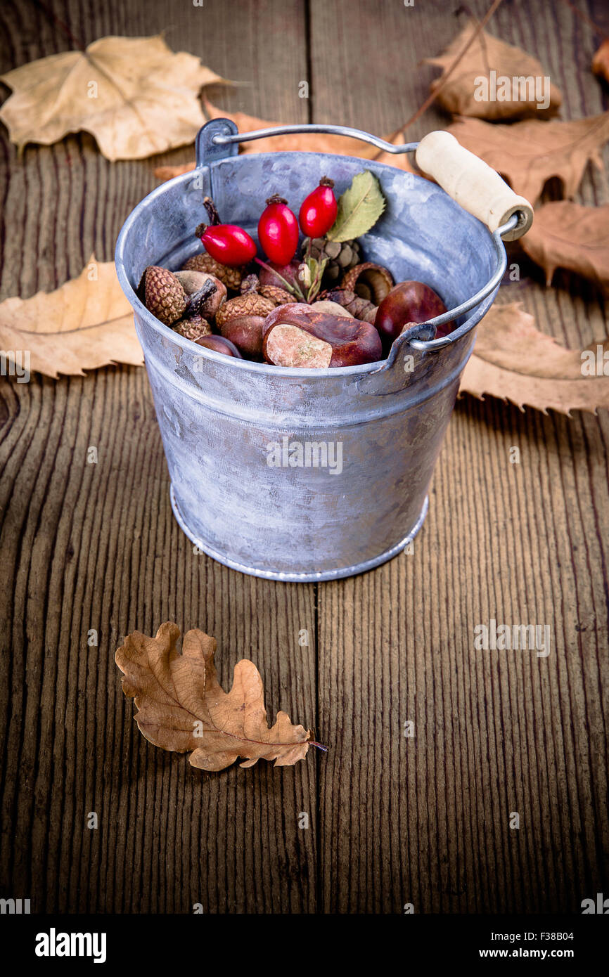 Zinc bucket full of acorn, chestnut and rosehip, close up Stock Photo