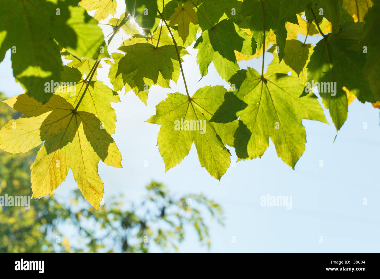 Green maple leaves against the sky Stock Photo - Alamy
