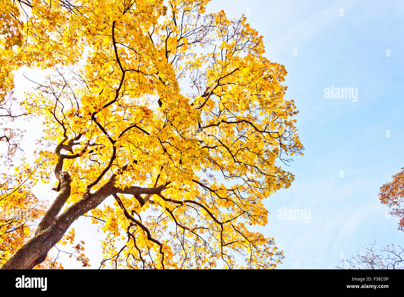 autumn tree with yellow leaves against the blue sky Stock Photo - Alamy