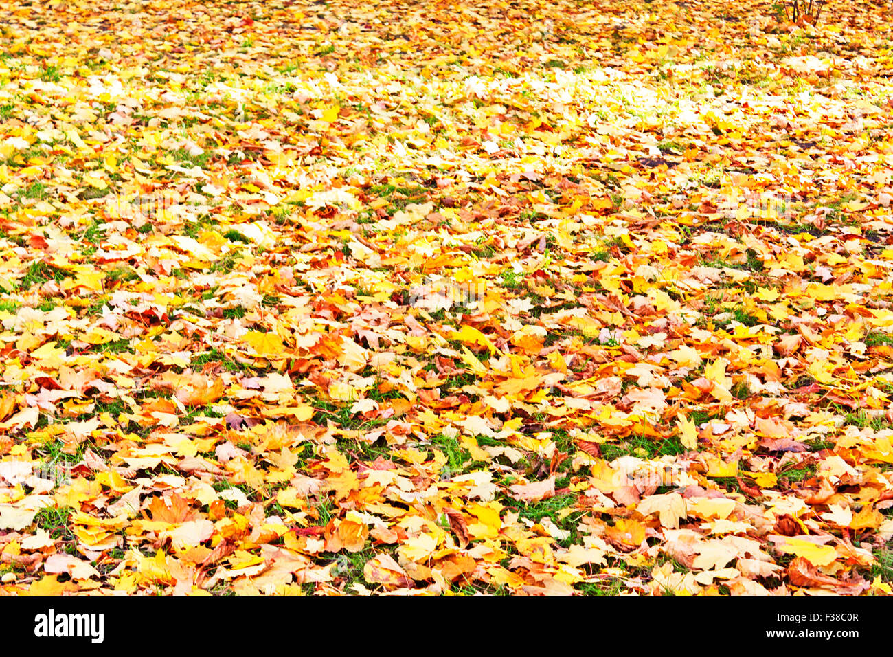 yellow fallen leaves on the green grass Stock Photo - Alamy