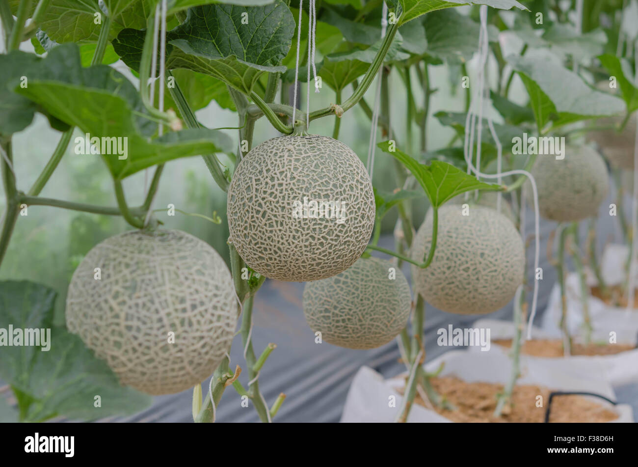 Melon in a vegetable garden Stock Photo Alamy