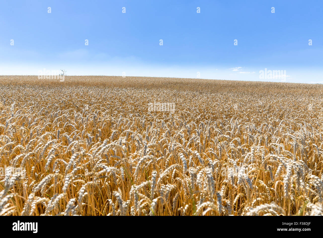summer landscape of field and meadows and blue sky Stock Photo - Alamy