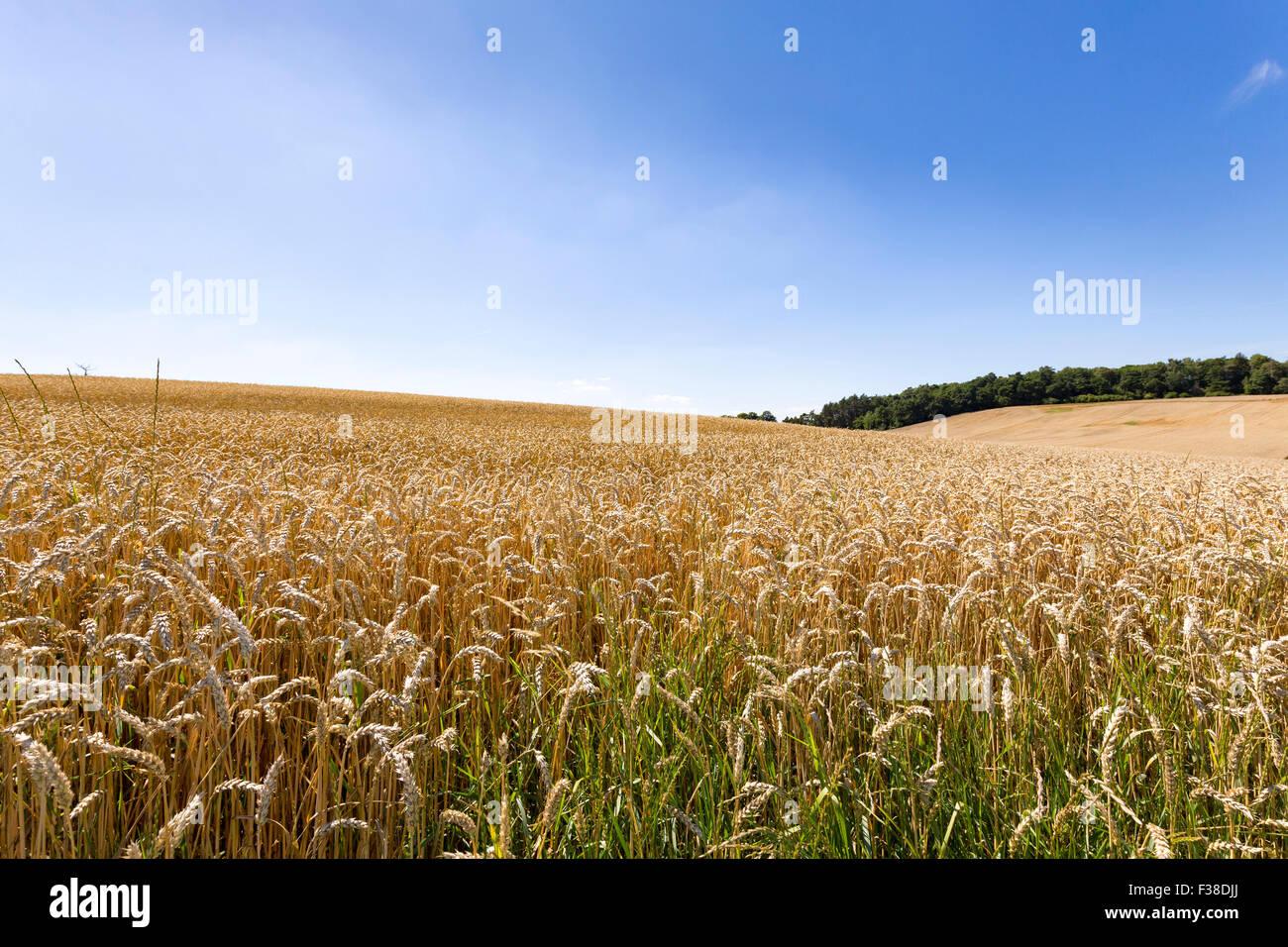 summer landscape of field and meadows and blue sky Stock Photo - Alamy